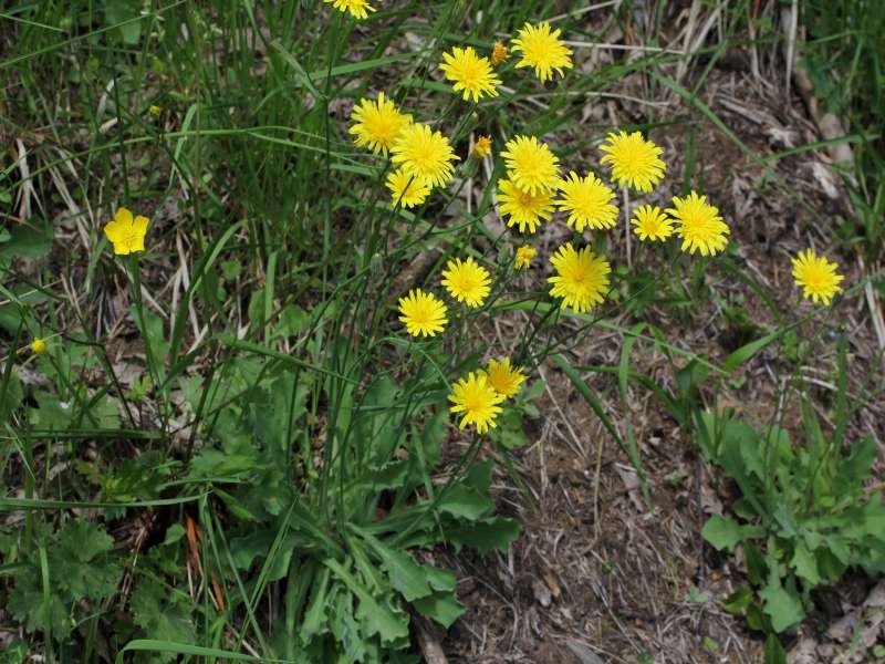 Hypochaeris laevigata